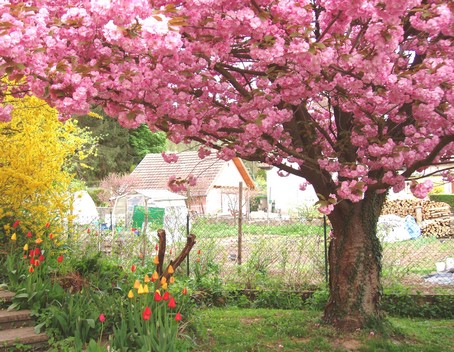 Le cerisier-fleurs sur le terrain coté "rue des roses" au "Gîte en Alsace"